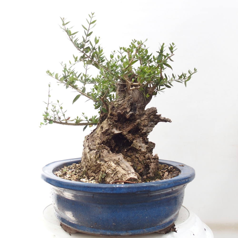Indoor bonsai - Olea europaea sylvestris - European small-leaved olive oil