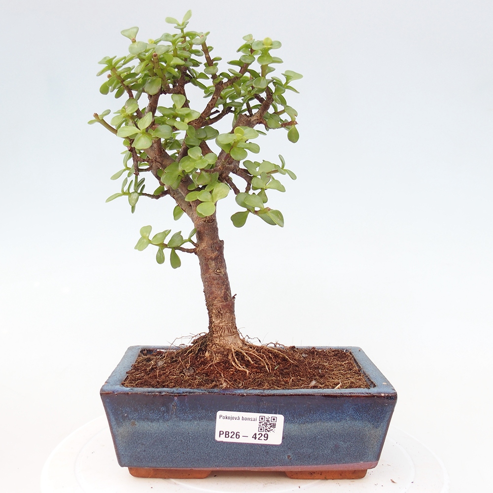 Room bonsai - Portulakaria Afra - Tlustice