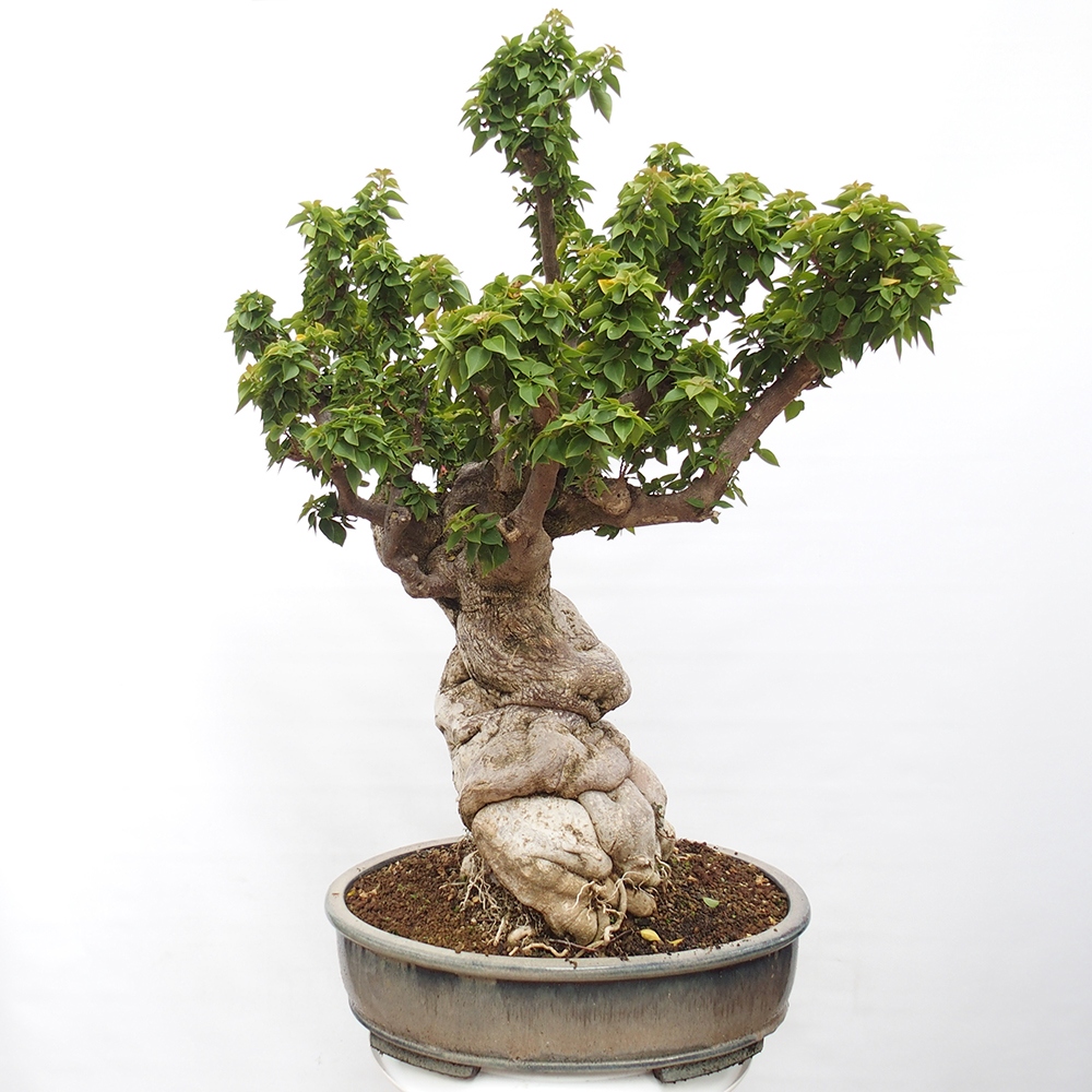 Indoor bonsai - Bouganwilea