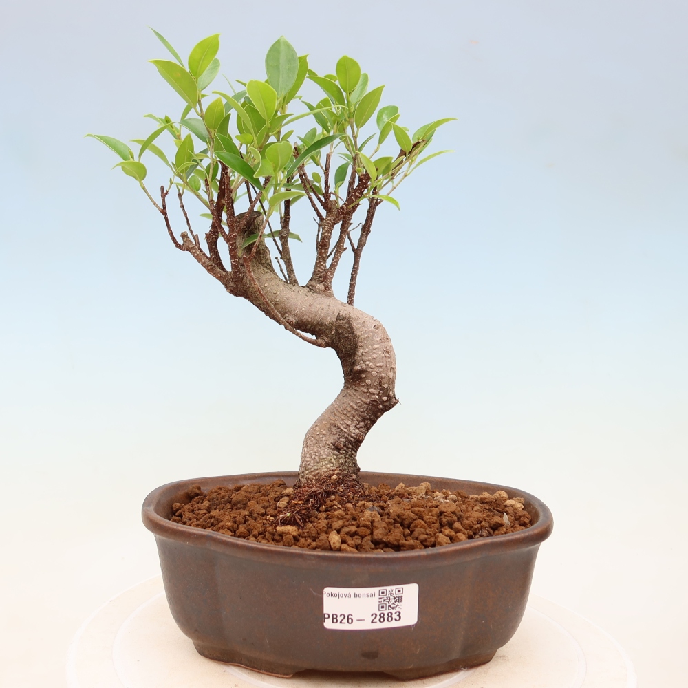 Room bonsai - Ficus kimmen - small-leaved ficus