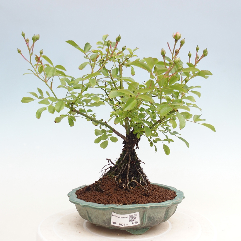 Outdoor bonsai - Rosa Kordes -  rose