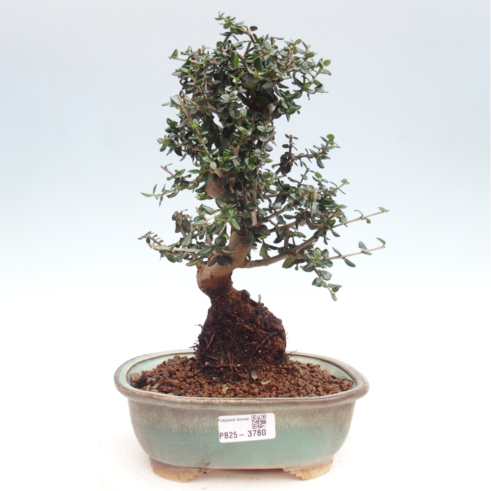 Indoor bonsai - Olea europaea sylvestris