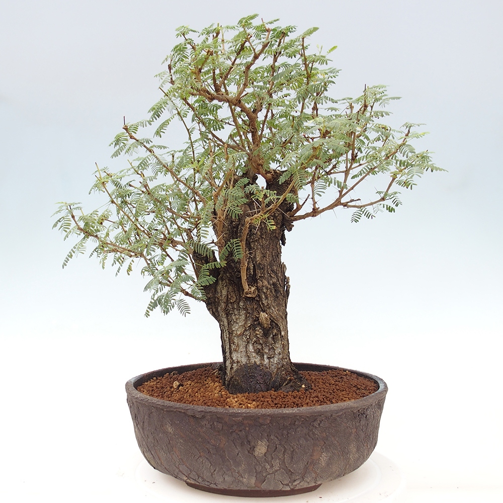 Indoor bonsai - Akacia Arabica