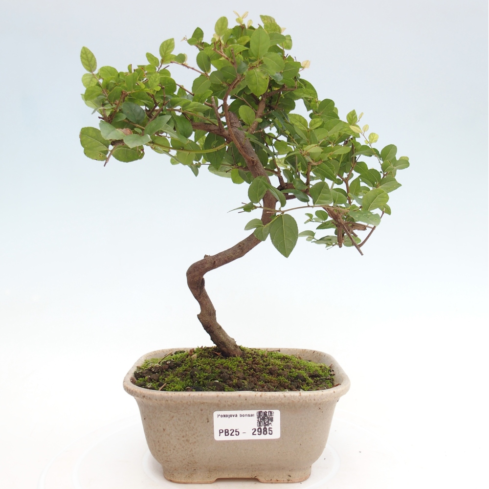 Indoor bonsai - Sagerécie thea - Sagerécie thea
