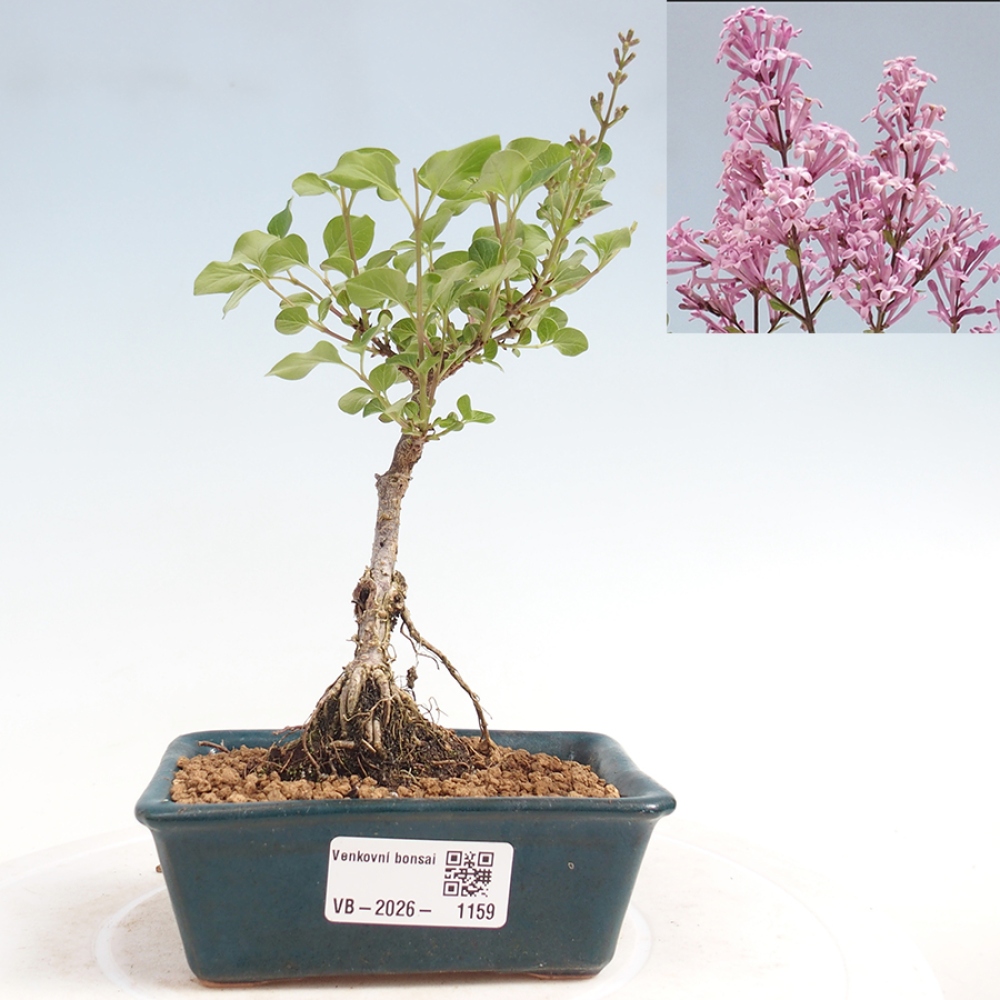 Outdoor bonsai - Syringa Meyeri Palibin - Meyer's Lilac