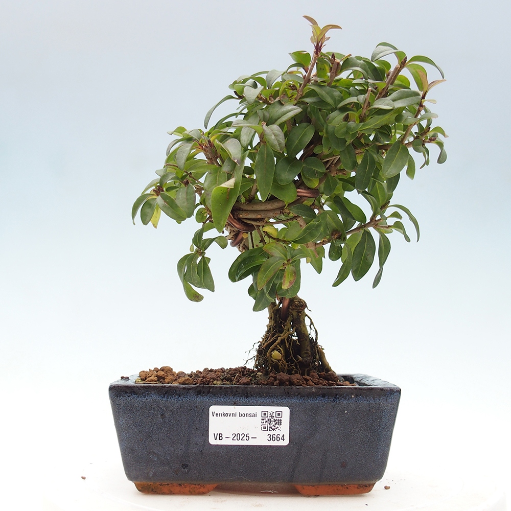 Outdoor bonsai - Ligustrum vulgare - Bird's eye view