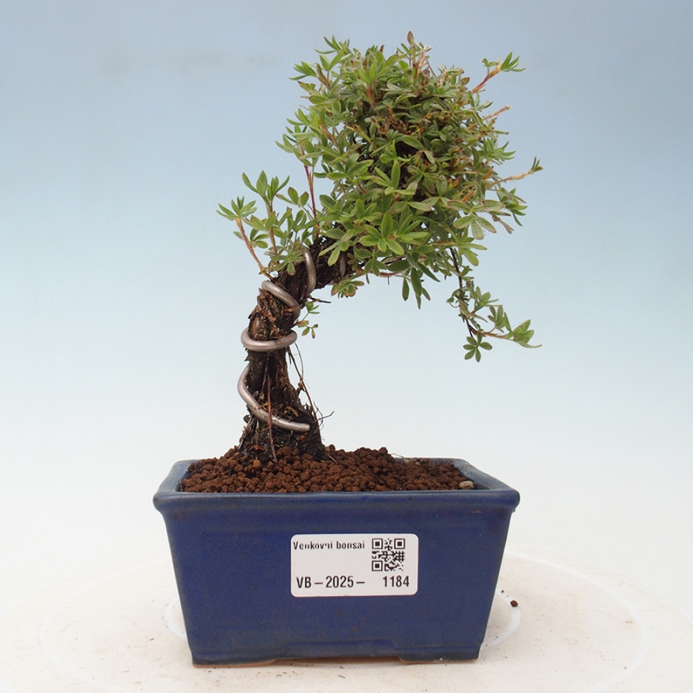Outdoor bonsai-Cinquefoil - Potentila fruticosa yellow Bird
