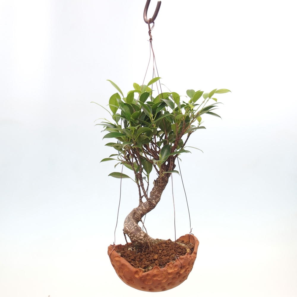 Kokedama in ceramic - small-leaved ficus - Ficus kimmen