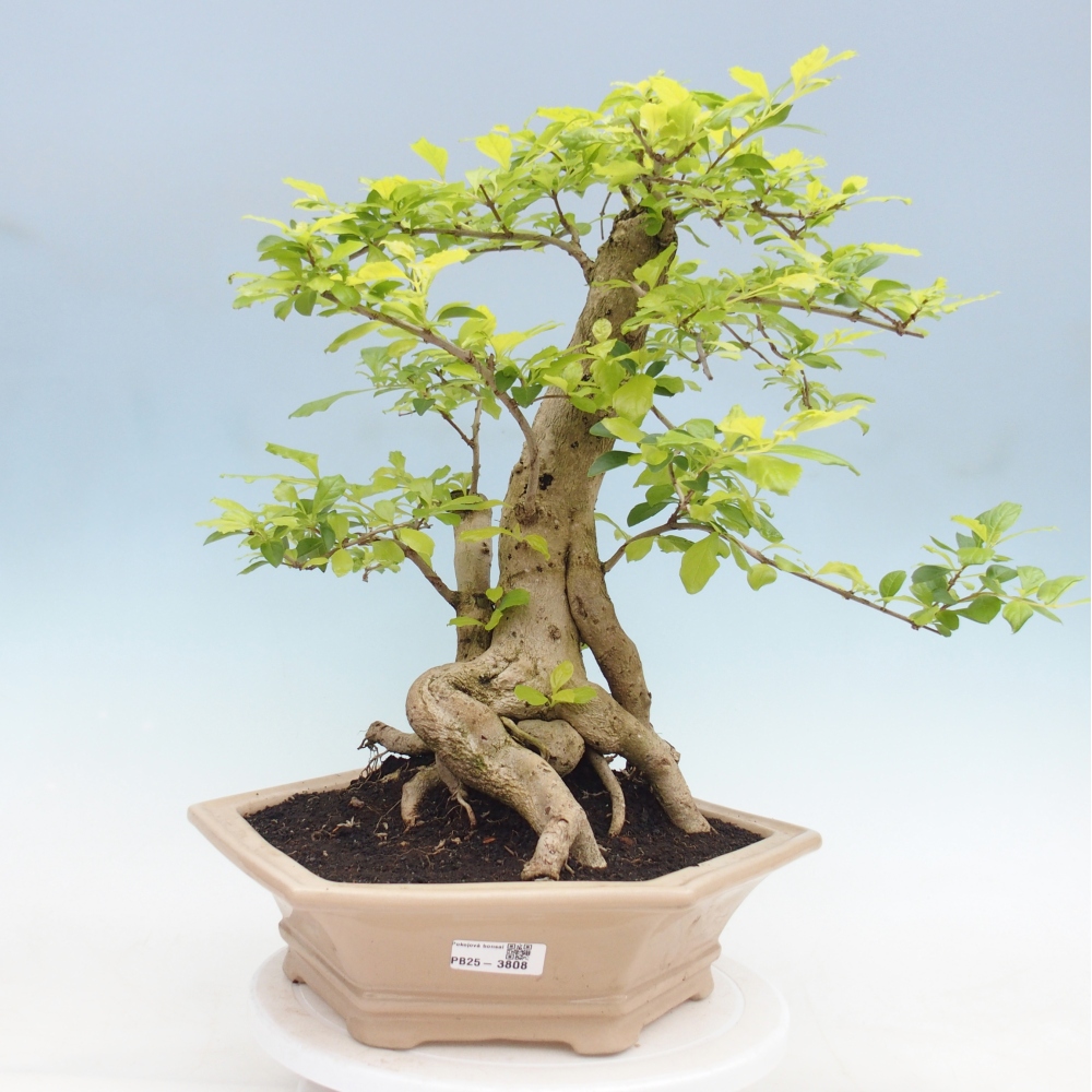 Room bonsai - Duranta erecta Aurea - PERSONAL COLLECTION ONLY or pallet transport