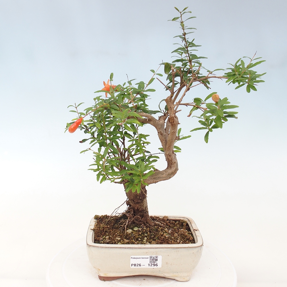 Room bonsai-PUNICA granatum nana-Granate apple