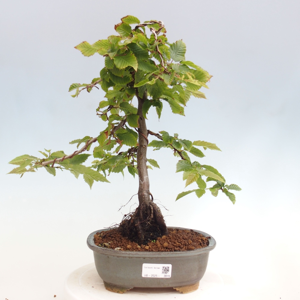 Outdoor bonsai - Hornbeam - Carpinus betulus