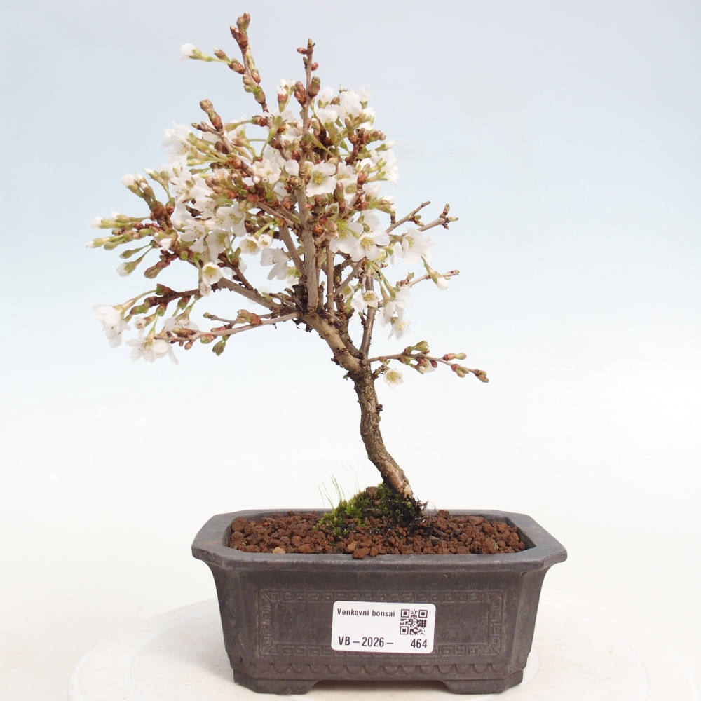 Outdoor bonsai - Prunus incisa Kojou-no mai-Plivon cut out