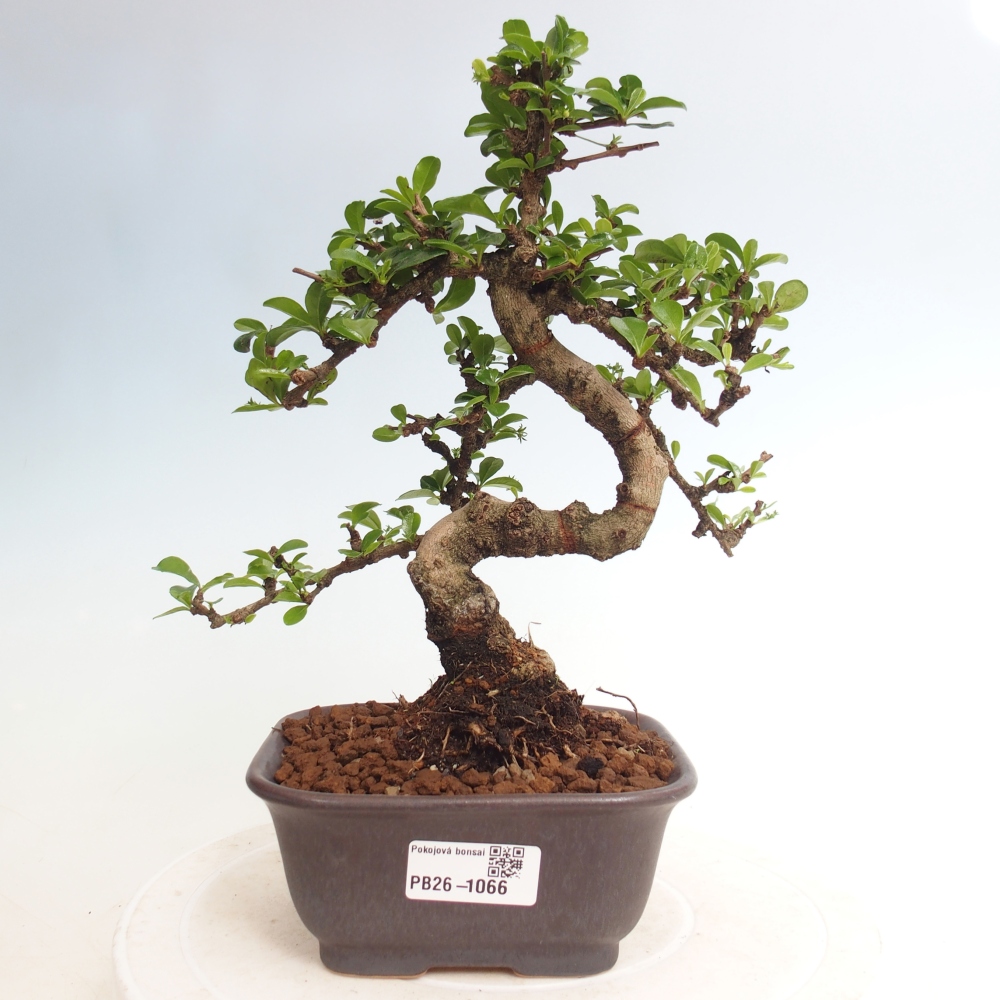 Room bonsai - Carmona macrophylla - Tea fuki