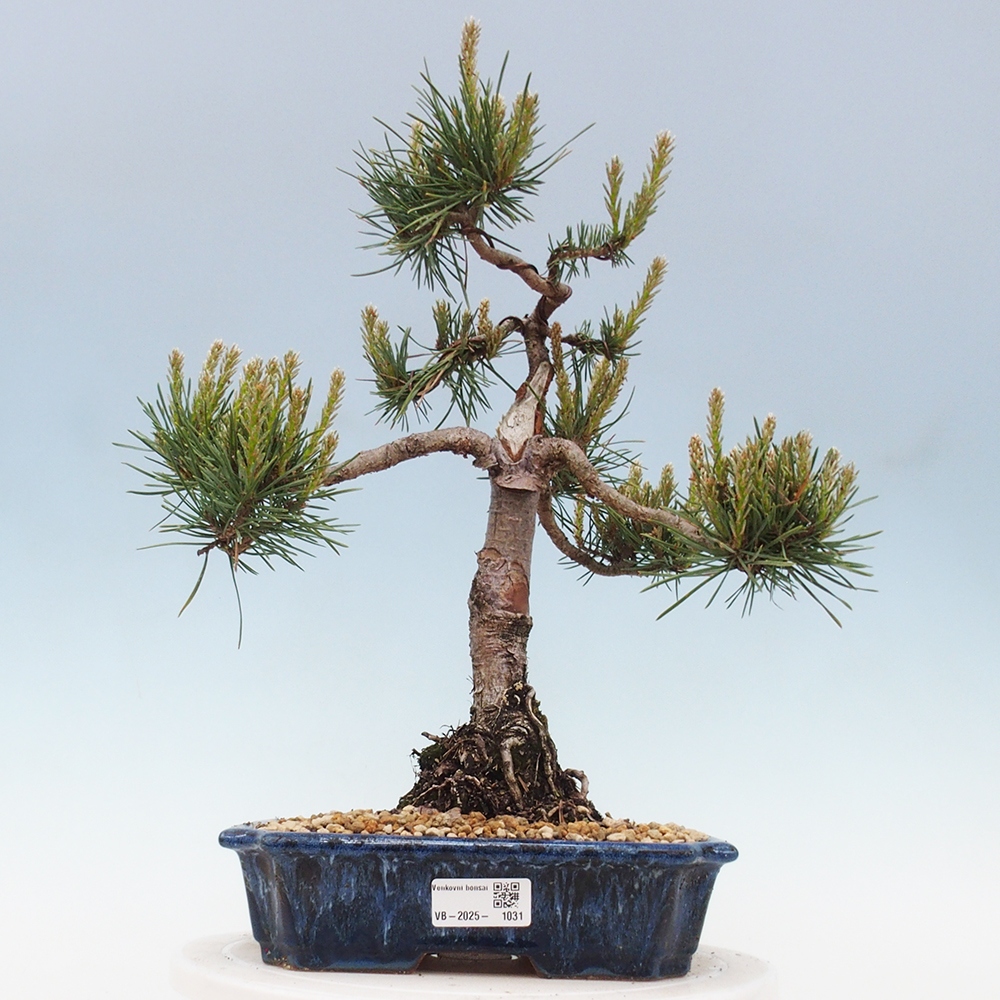 Outdoor bonsai - Pinus Sylvestris - Scots pine