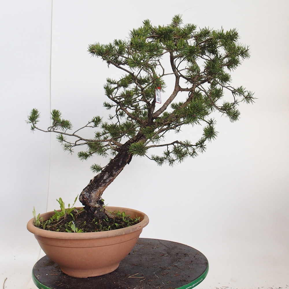Yamadori - Pinus sylvestris Spain