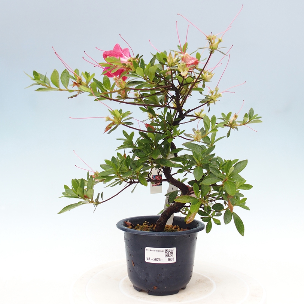 Outdoor bonsai - Japanese azalea - Azalea Rin