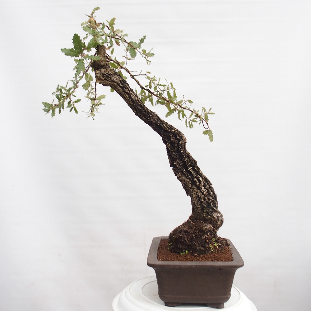 Yamadori - Quercus Ilex - Oak holly