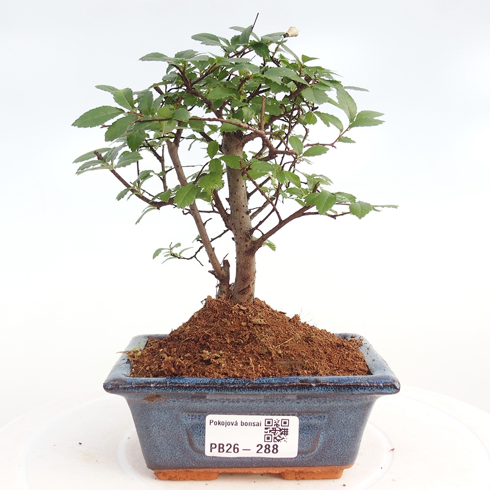 Room bonsai - Ulmus parvifolia - Small-leaved elm