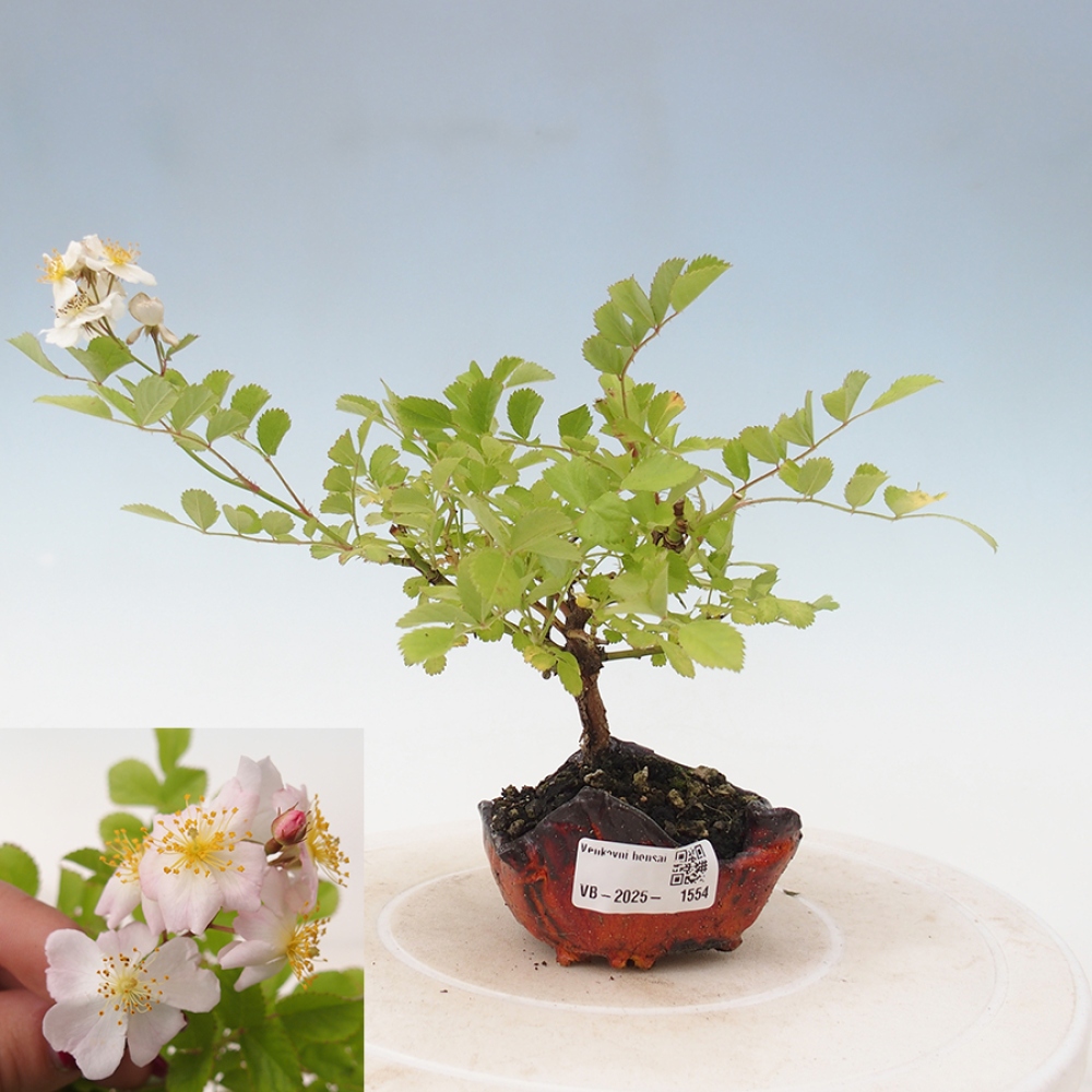 Outdoor bonsai - Rosa sp. - small-flowered rose