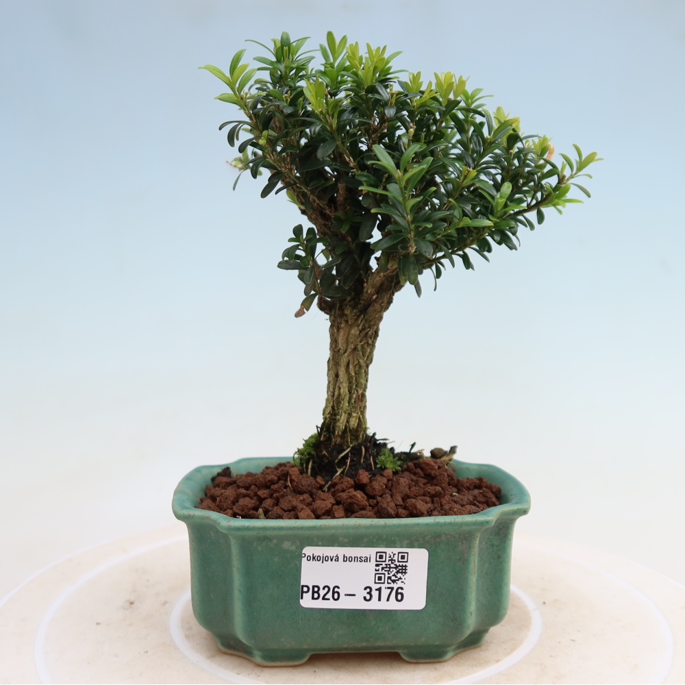 Room bonsai - Buxus harlandii - cork buxus