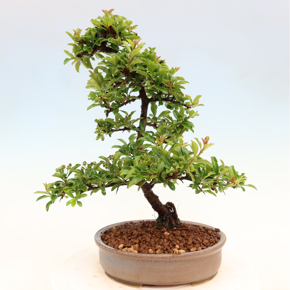 Outdoor Bonsai - Pyracantha teton - Scarlet Firethorn