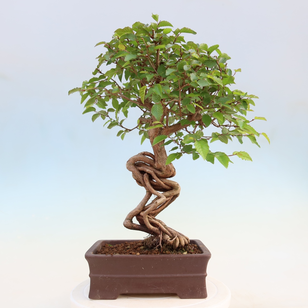 Outdoor bonsai -Carpinus coreana - Korean Hornbeam