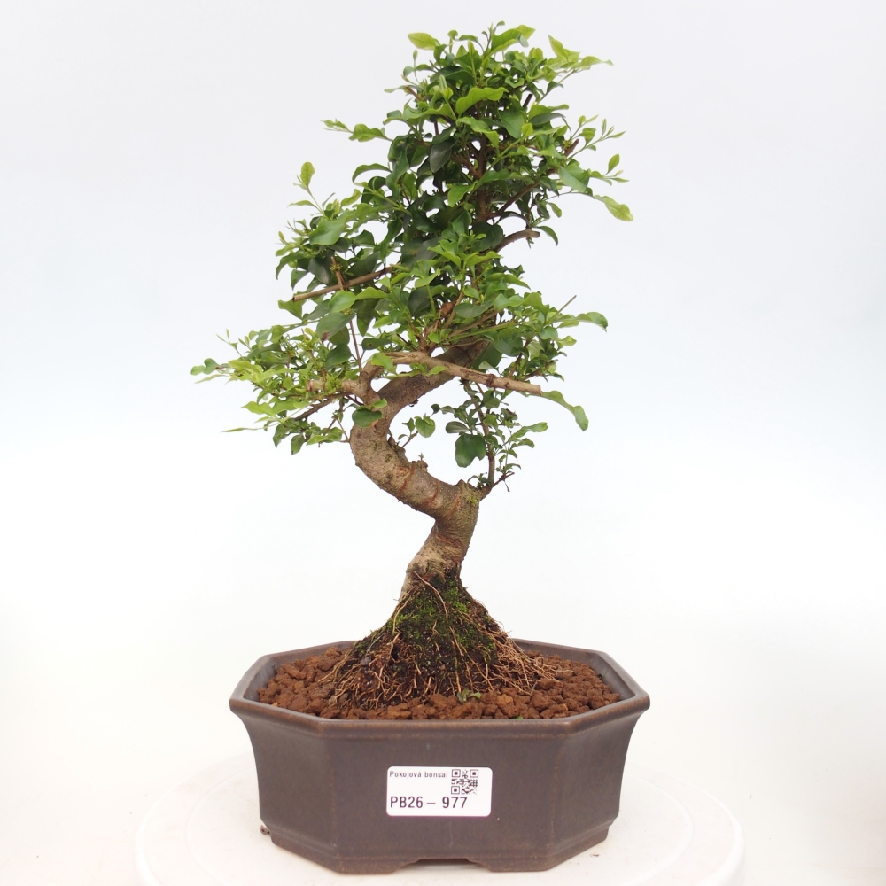Room bonsai -Ligustrum chinensis - Birds Beak