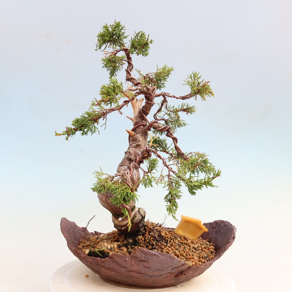 Outdoor Bonsai - Juniperus chinensis Itoigawa - Chinese Juniper