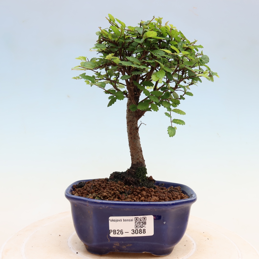 Room bonsai - Ulmus parvifolia - Small-leaved elm