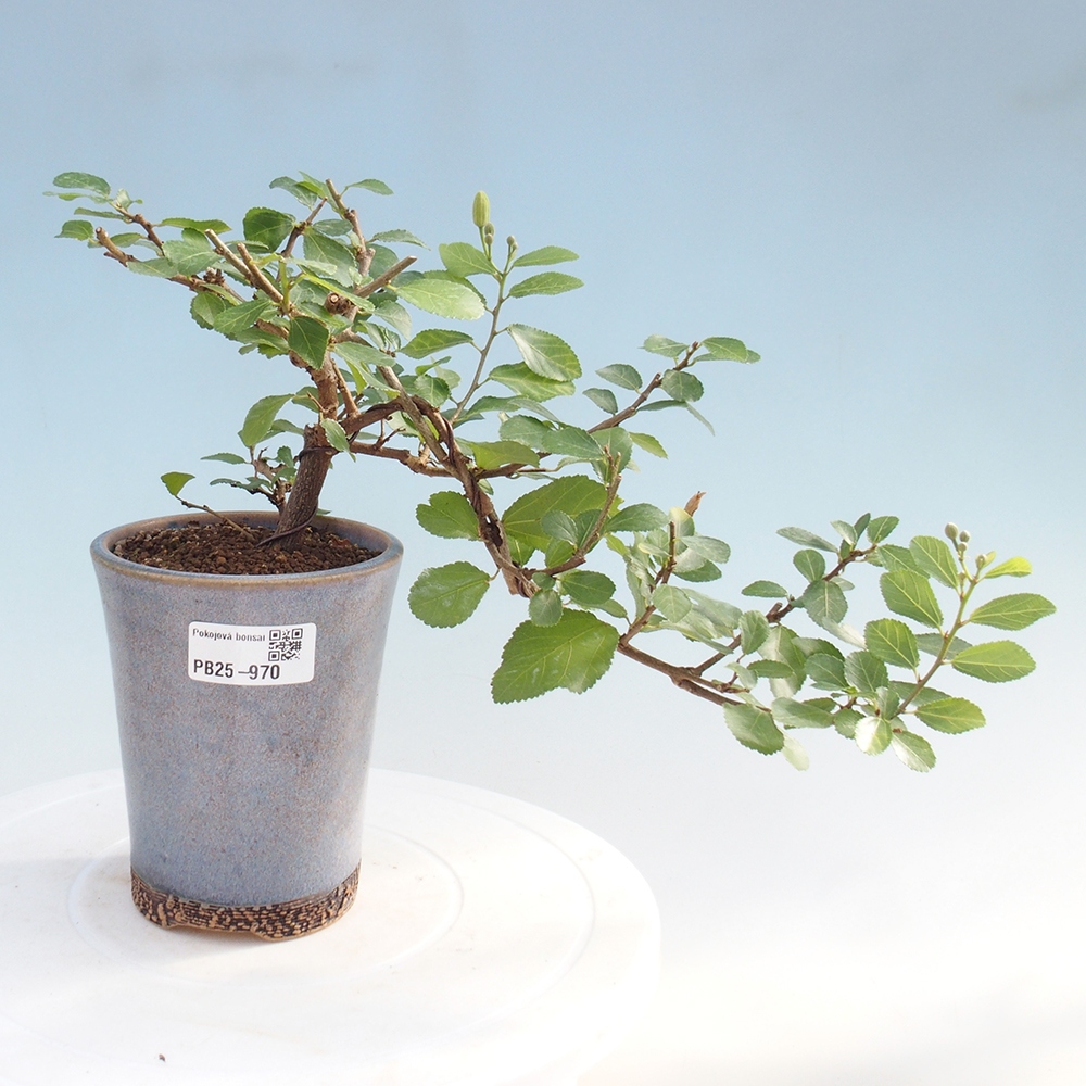 Indoor bonsai - Grewia occidentalis - Lavender star
