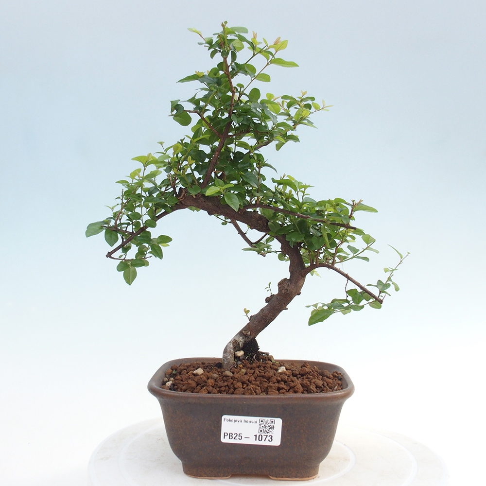 Indoor bonsai - Sagerécie thea - Sagerécie thea
