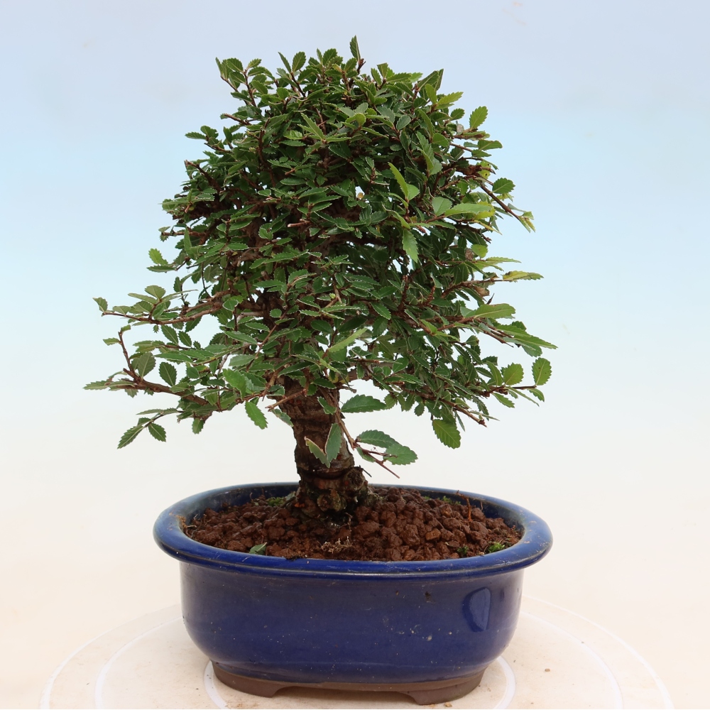 Outdoor bonsai - Zelkova - Zelkova NIRE