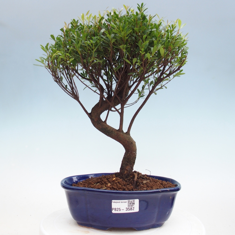Room bonsai - Syzygium - Pimento