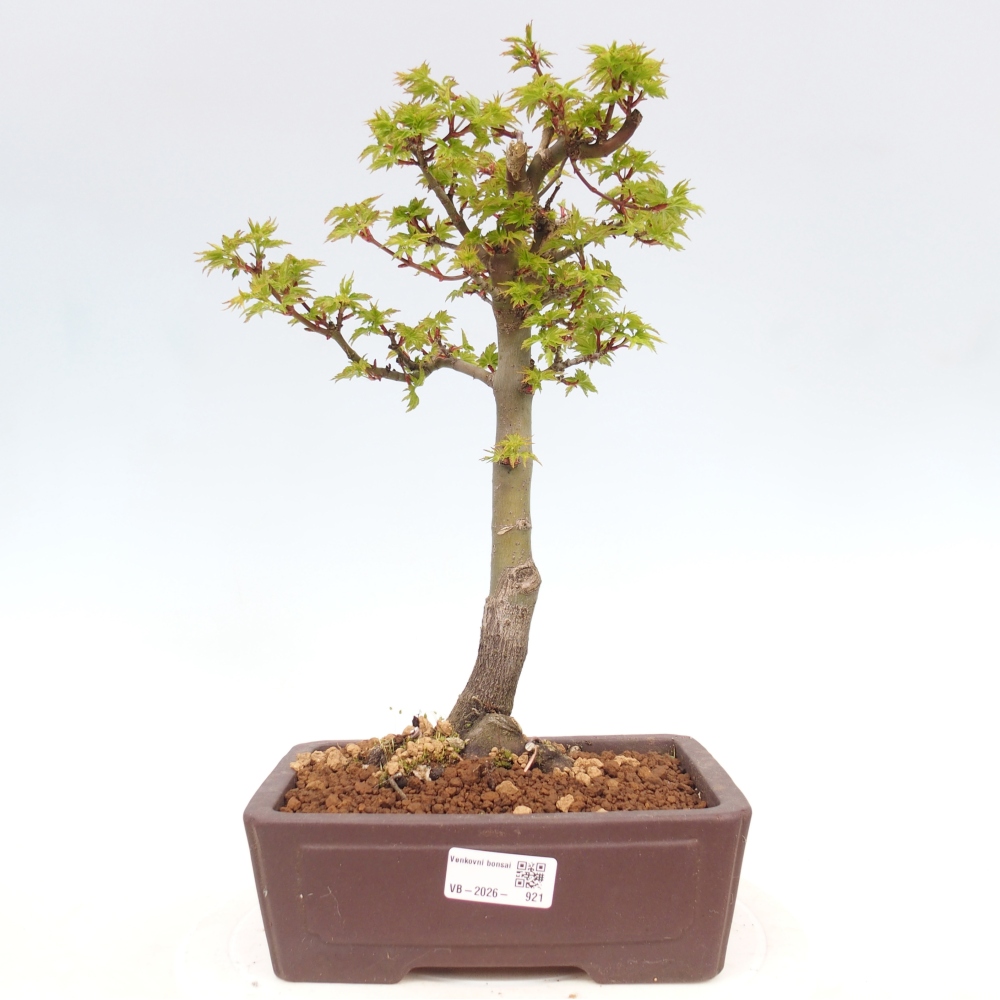 Outdoor bonsai -Javor palm Acer palmatum Shishigashira