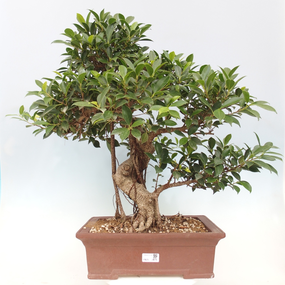 Room bonsai - Ficus kimmen - small-leaved ficus - PERSONAL COLLECTION ONLY or pallet transport