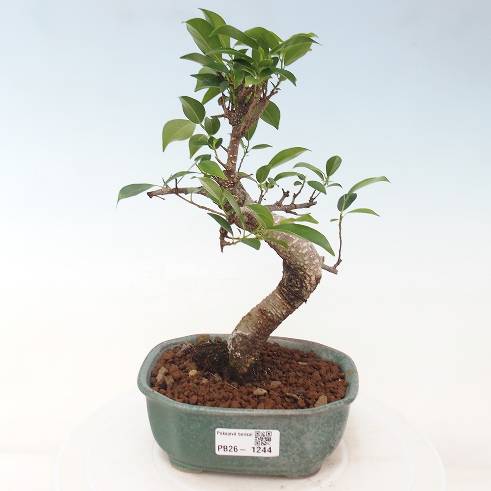 Room bonsai - Ficus retusa - small-leaved ficus