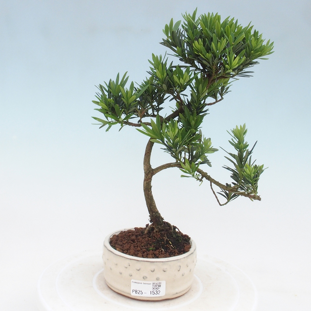 Indoor bonsai - Podocarpus - Stone thous