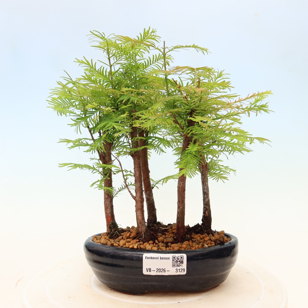 Outdoor Bonsai - Metasequoia glyptostroboides - Chinese Metasequoia - Grove