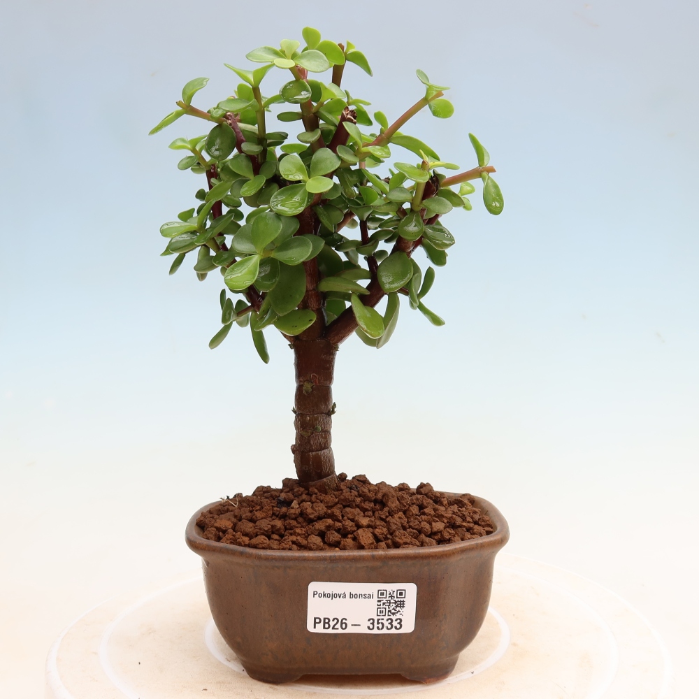 Room bonsai - Portulakaria Afra - Tlustice