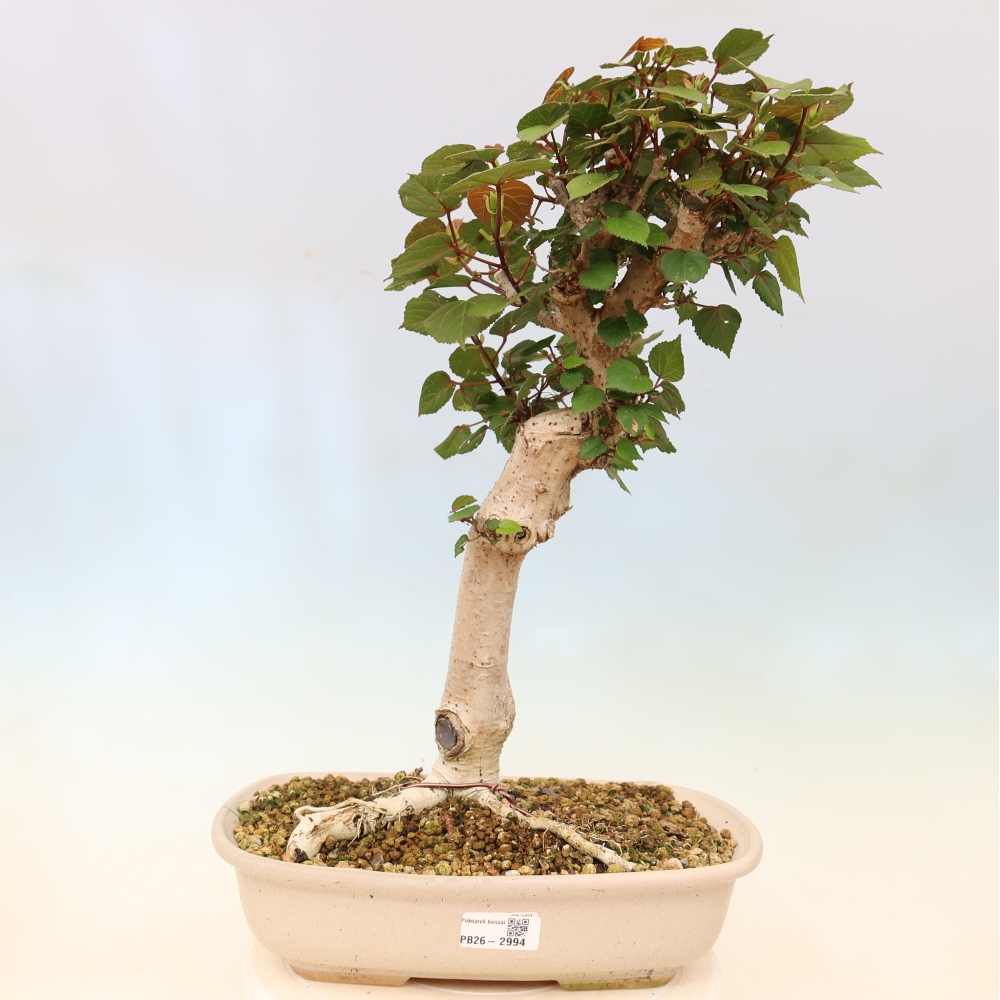 Indoor bonsai - Hibiscus tiliaceus - Sea Hibiscus