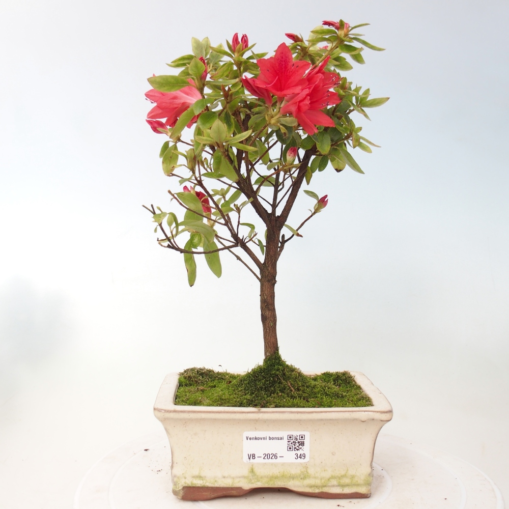 Outdoor bonsai - Japanese azalea - Azalea sp.