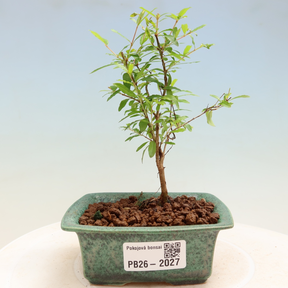 Room bonsai-PUNICA granatum nana-Granate apple
