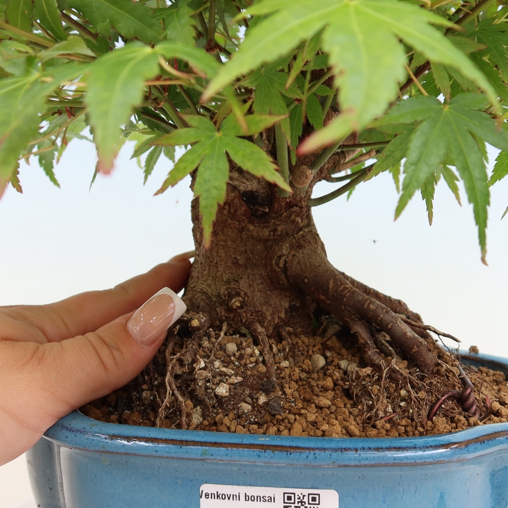 Outdoor bonsai - Maple Burger - Acer Burgerianum