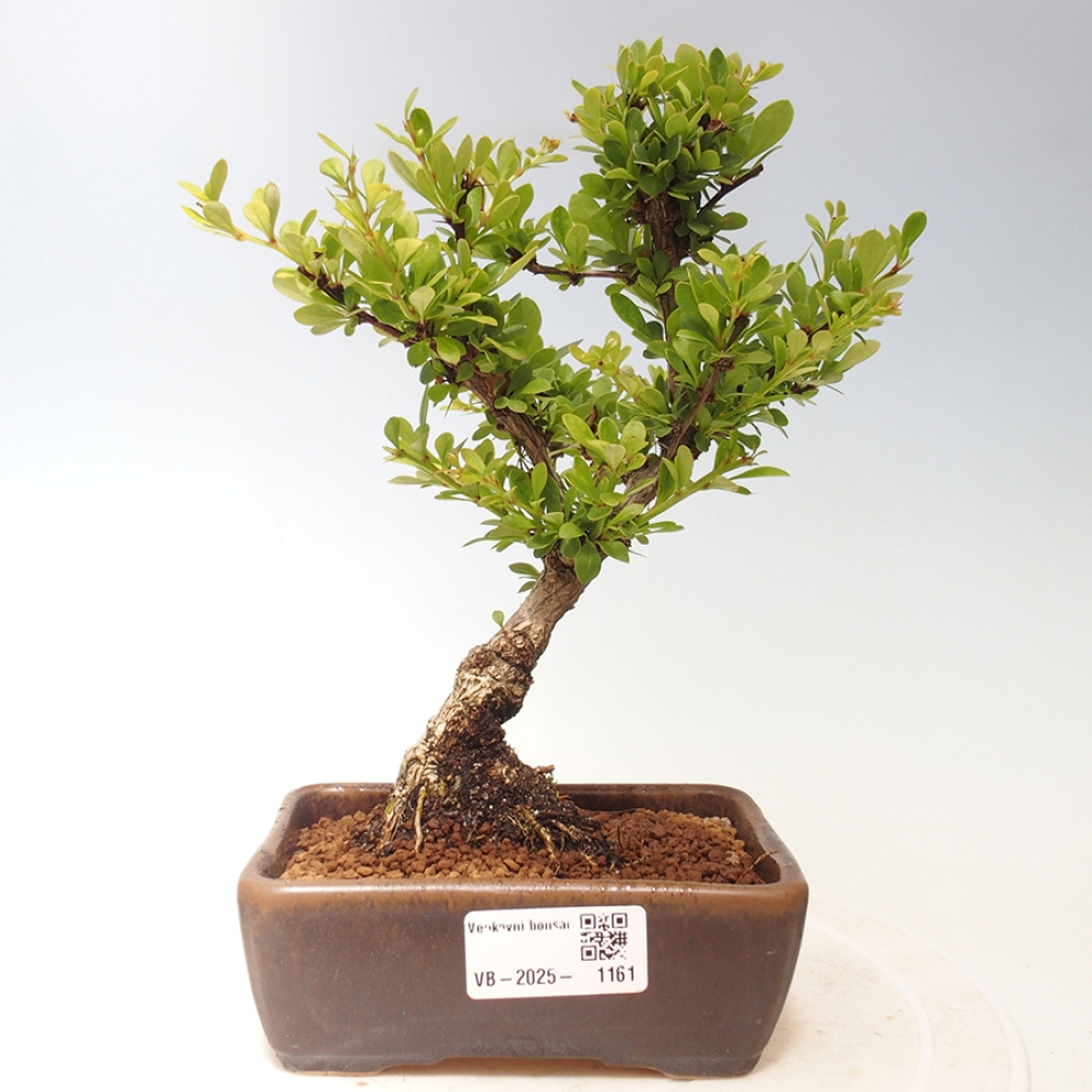 Outdoor bonsai - Berberis thunbergii - Barberry