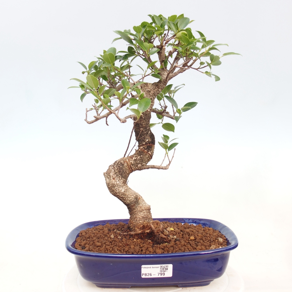 Indoor bonsai - Ficus kimmen - small-leaved ficus