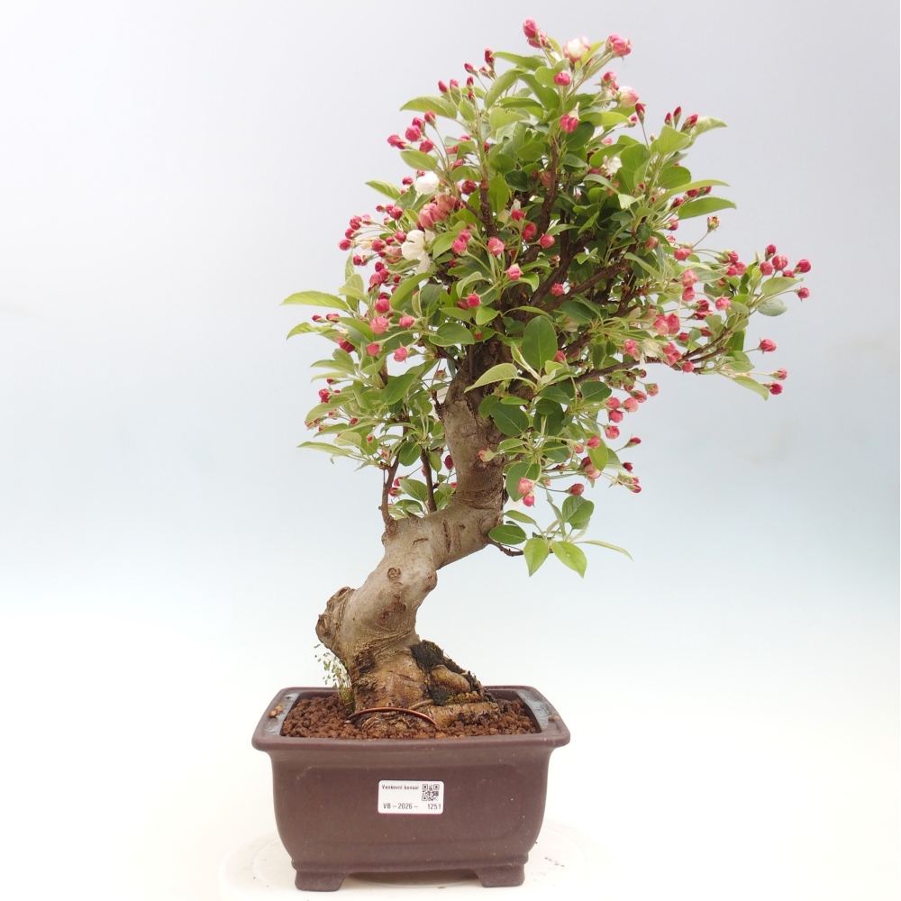 Outdoor bonsai -Malus halliana - Small-fruited apple tree