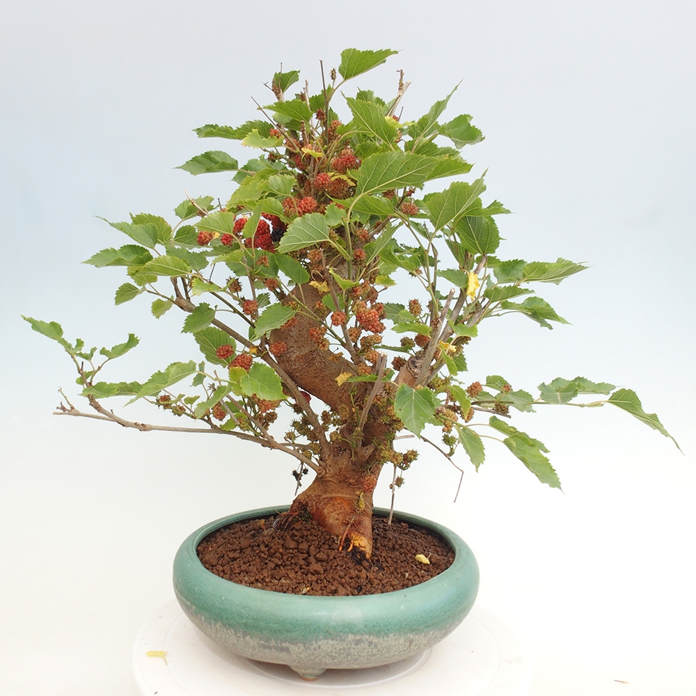 Outdoor bonsai - Morus alba - mulberry