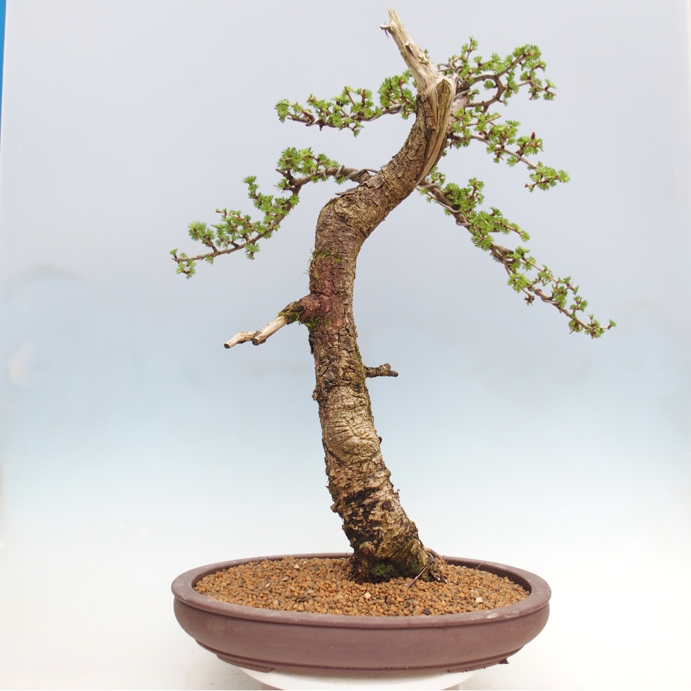 Outdoor bonsai -Larix decidua - Larch - Pallet transport only