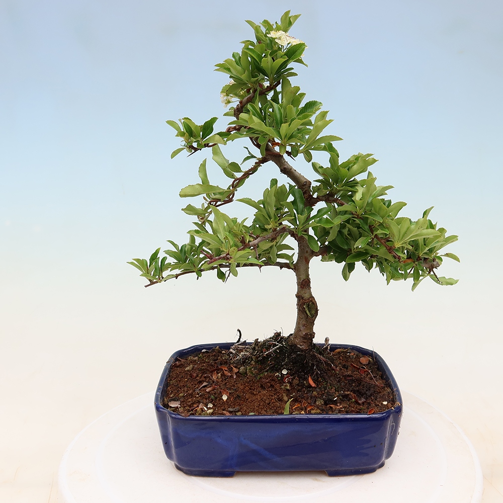 Outdoor Bonsai - Pyracantha teton - Scarlet Firethorn