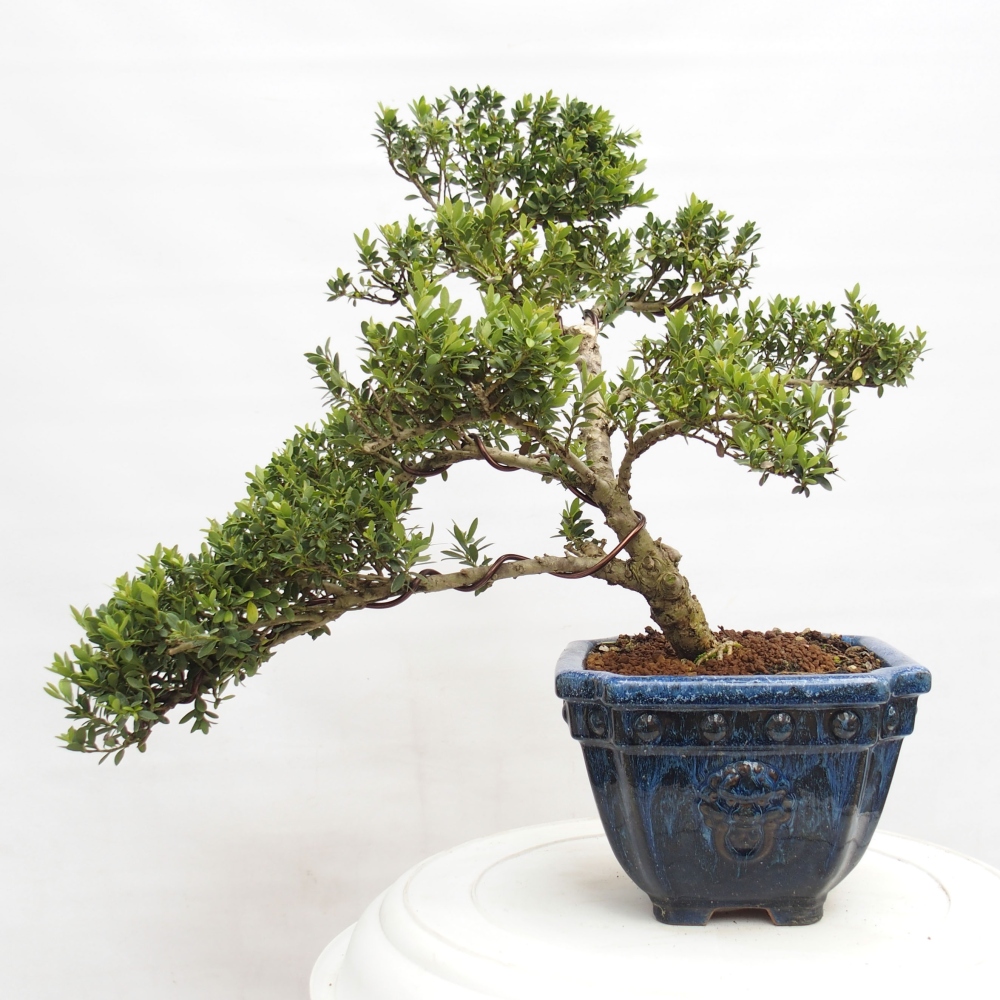 Indoor bonsai - Ilex crenata - Holly